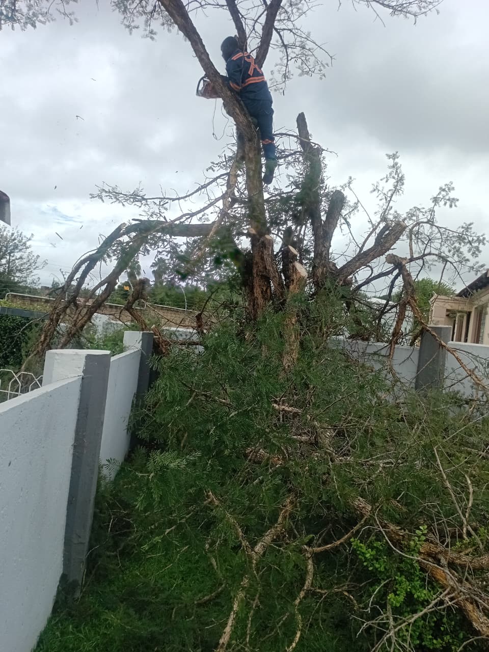 Safe Tree Felling, Done Right