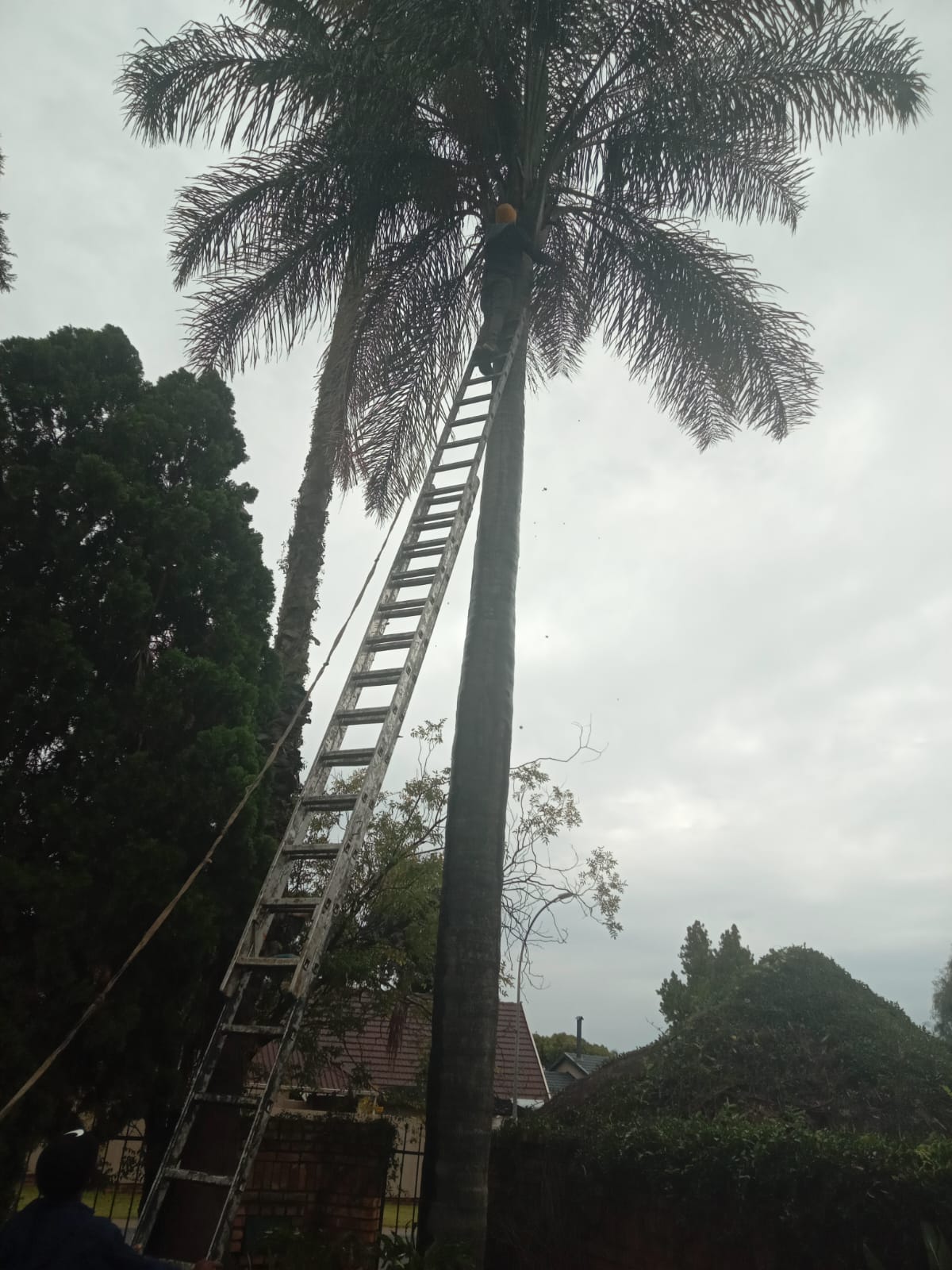 Tall Palms? No Problem.